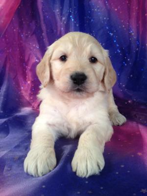 Female Goldendoodle Puppy for sale #1 Born September 20th 2013|Goldendoodles for sale in Boston MA and Philadelphia PA can cost more than Purebredpups even after $150 is applied.